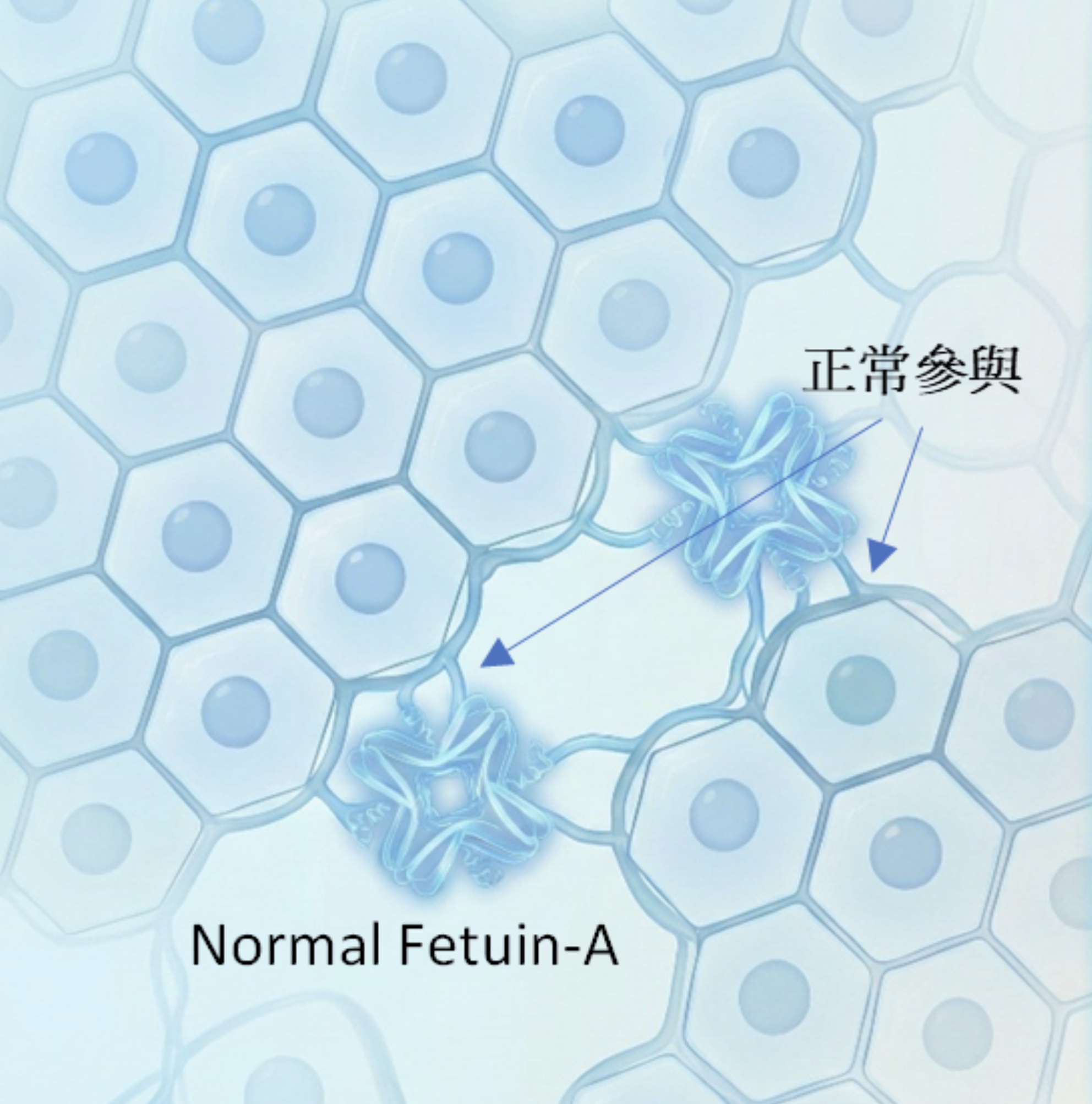 正常的腎臟環境狀態